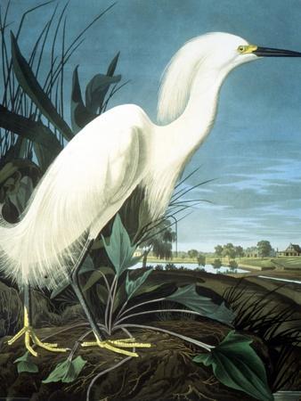 Beautifully Restored Vintage Audubon Bird Print - Unique Wall Decor for  Nature Lovers. Fine Art Print. 11x17, 16x24, 20x30 or 24x36