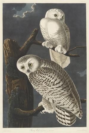 Paper Bag Owl Drawing by ZH Field - Fine Art America