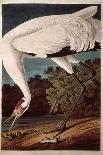 Carolina Parakeet, from "Birds of America," 1829-John James Audubon-Giclee Print