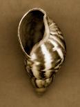 Nautilus Shell-John Kuss-Photographic Print