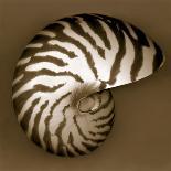 Nautilus Shell-John Kuss-Photographic Print