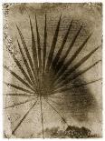 Sago Palm-John Kuss-Framed Photographic Print