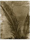 Palmetto Palm-John Kuss-Framed Photographic Print