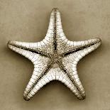 Sugar Starfish Bottom-John Kuss-Photographic Print