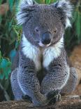 Koala, Australia-John & Lisa Merrill-Photographic Print