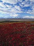 Caribou, Denali National Park, AK-John Luke-Framed Photographic Print