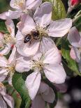 Bee on Apple Blossoms-John Luke-Photographic Print