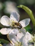 Bee on Apple Blossoms-John Luke-Framed Photographic Print