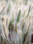 Cattails-John Luke-Framed Photographic Print