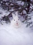 Snowshoe Hare, MT-John Luke-Photographic Print