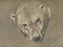 'Head of a Tiger', c1910-John MacAllan Swan-Giclee Print