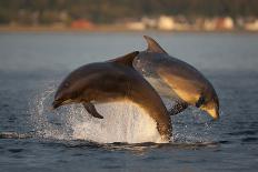 Bottlenose Dolphin (Tursiops Truncatus) Two Breaching in Evening Light, Moray Firth, Scotland, UK-John Macpherson-Photographic Print