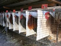 Chickens are Shown in Cages at Whiting Farms in Delta, Colorado, on Thursday, June 8, 2006-John Marshall-Photographic Print