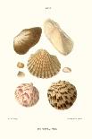 Cone Shells-John Mawe-Framed Art Print