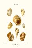 Cone Shells-John Mawe-Art Print