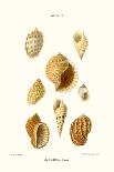 Cone Shells-John Mawe-Framed Art Print