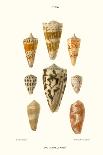 Cone Shells-John Mawe-Framed Stretched Canvas