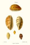 Thorny Oyster Shell-John Mawe-Art Print