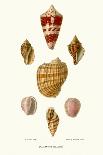 Cone Shells-John Mawe-Art Print