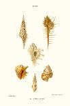 Cowrie Shells-John Mawe-Art Print