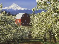 Tulips and Pear Orchard Below Mt. Hood-John McAnulty-Photographic Print