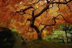Maple Tree in Autumn-John McAnulty-Photographic Print