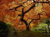 Maple Tree in Autumn-John McAnulty-Giant Art Print