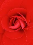 Red Rose Petals-John McAnulty-Photographic Print