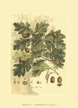 Antique Oak Tree-John Miller (Johann Sebastien Mueller)-Framed Art Print