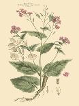 Blushing Pink Florals III-John Miller (Johann Sebastien Mueller)-Framed Art Print