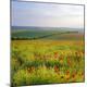 Premium Photographic Print