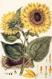 Sunflower-John Miller-Giclee Print