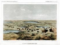 Herd of Bison Near Lake Jessie, North Dakota, USA, 1856-John Mix Stanley-Giclee Print