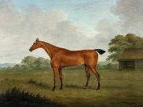 Huntsman and Hounds, 1809-John Nott Sartorius-Premier Image Canvas