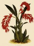 Dendrobium Moschatum Var. Cupreum-John Nugent Fitch-Giclee Print