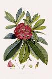 Bristly Rhododendron-John Nugent Fitch-Giclee Print