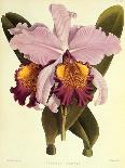 Foxtail Orchids, A?des Lobbii-John Nugent Fitch-Giclee Print