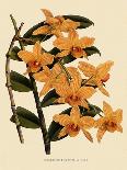 Foxtail Orchids, A?des Lobbii-John Nugent Fitch-Giclee Print