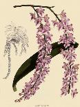 Odontoglossum X Polletianum-John Nugent Fitch-Giclee Print