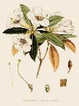 Rhododendron-John Nugent Fitch-Giclee Print