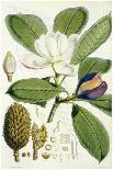 Batemannia Wallisii-John Nugent Fitch-Framed Giclee Print