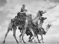 Arab Legionnaries Riding their Camels-John Phillips-Photographic Print