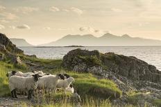 Sheep on the Beach at Camusdarach, Arisaig, Highlands, Scotland, United Kingdom, Europe-John Potter-Framed Premier Image Canvas
