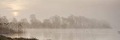 Swan on misty lake at sunrise, Clumber Park, Nottinghamshire, England, United Kingdom, Europe-John Potter-Photographic Print