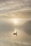 Swan on misty lake at sunrise, Clumber Park, Nottinghamshire, England, United Kingdom, Europe-John Potter-Photographic Print