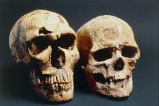 Neanderthal And Cro-Magnon 1 Skulls-John Reader-Framed Premier Image Canvas