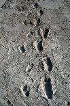 Trail of Laetoli Footprints.-John Reader-Framed Premier Image Canvas