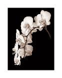 Orchid Dance II-John Rehner-Framed Giclee Print