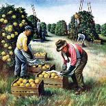 "Picking Grapefruit,"February 1, 1942-John S. Demartelly-Framed Premier Image Canvas