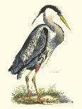 Great Blue Heron-John Selby-Art Print